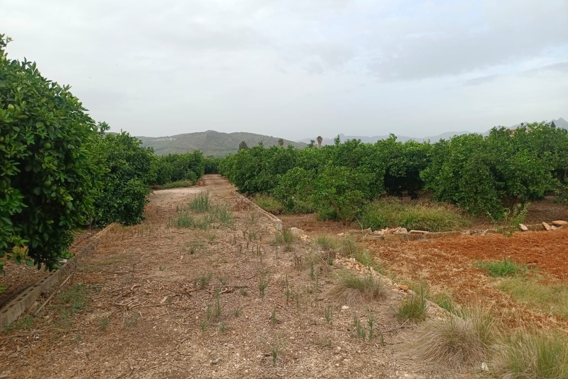 parcela - En venta parcela rústica en Pedreguer, Alicante, Costa Blanca