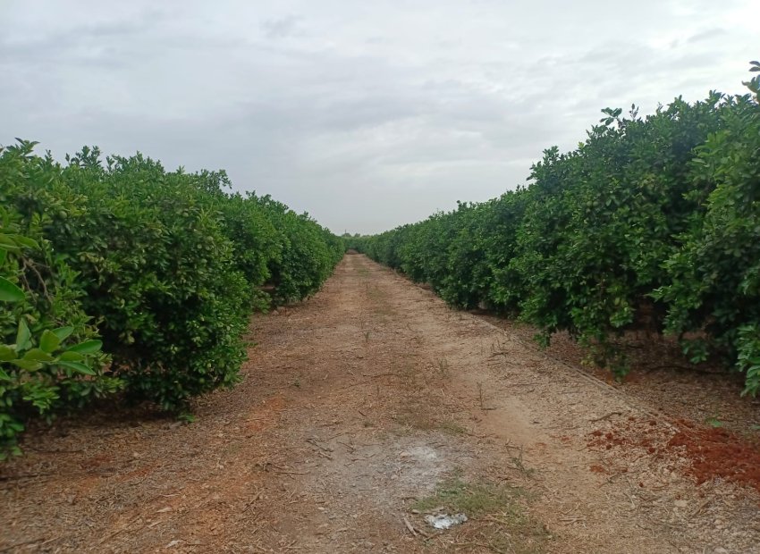 parcela - En venta parcela rústica en Pedreguer, Alicante, Costa Blanca