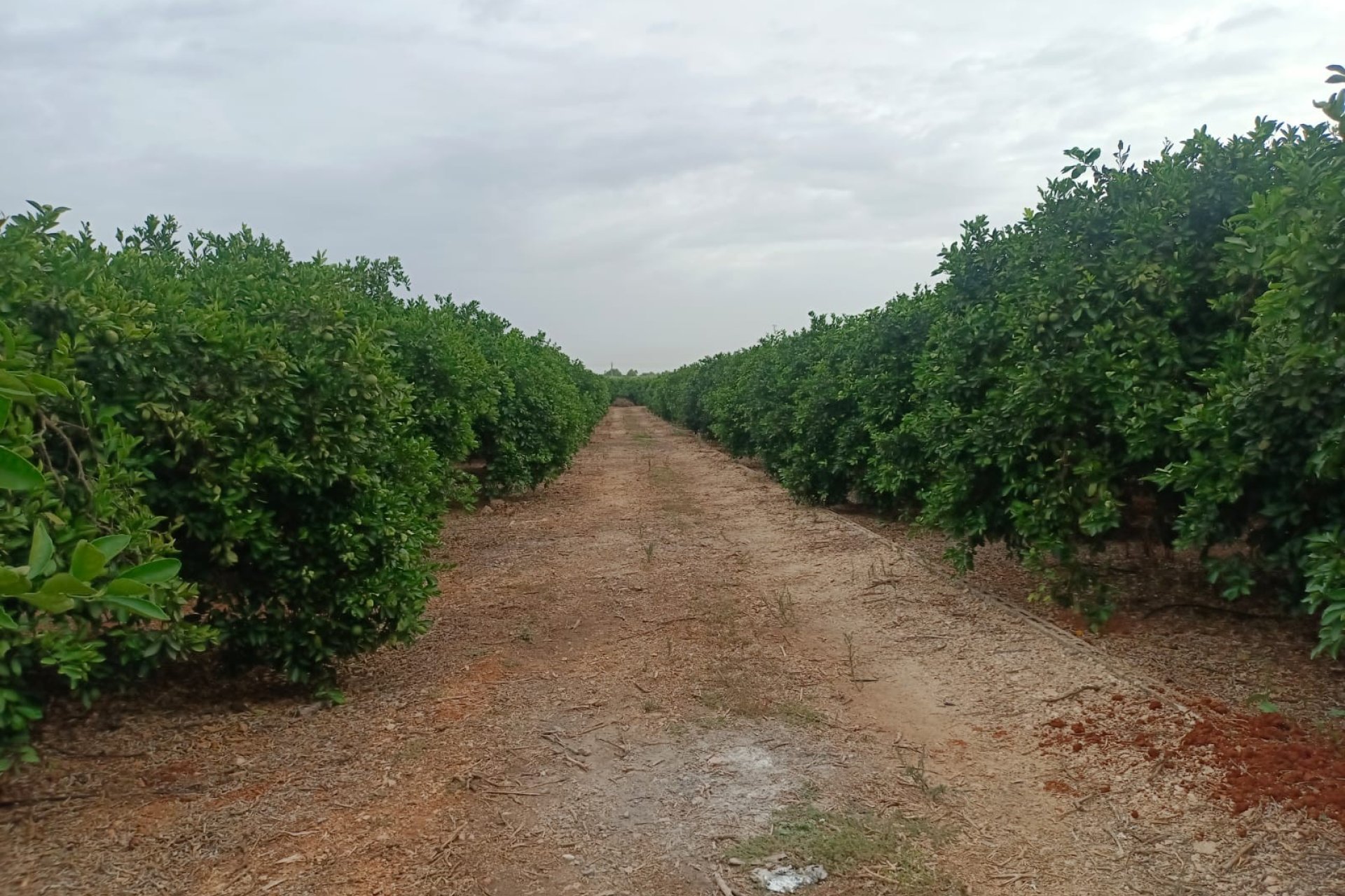 parcela - En venta parcela rústica en Pedreguer, Alicante, Costa Blanca