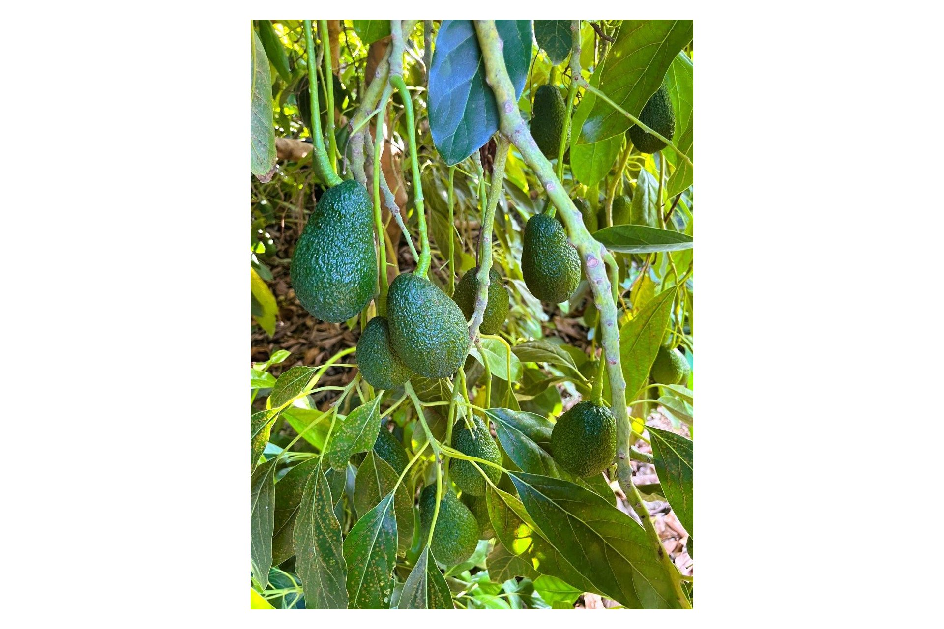 Resale - rustic plot -
Pego