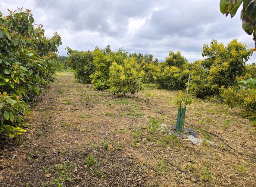 Rustic land - Rustic Land in Pego – (Alicante)
