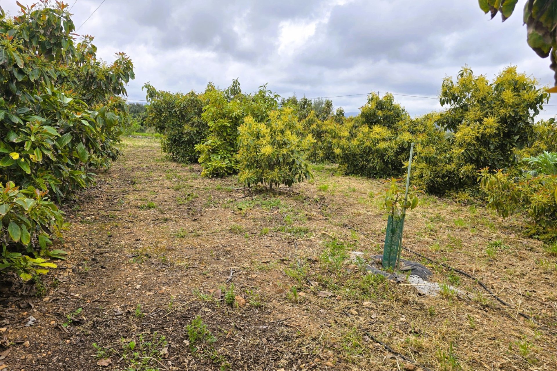 Rustic land - Rustic Land in Pego – (Alicante)