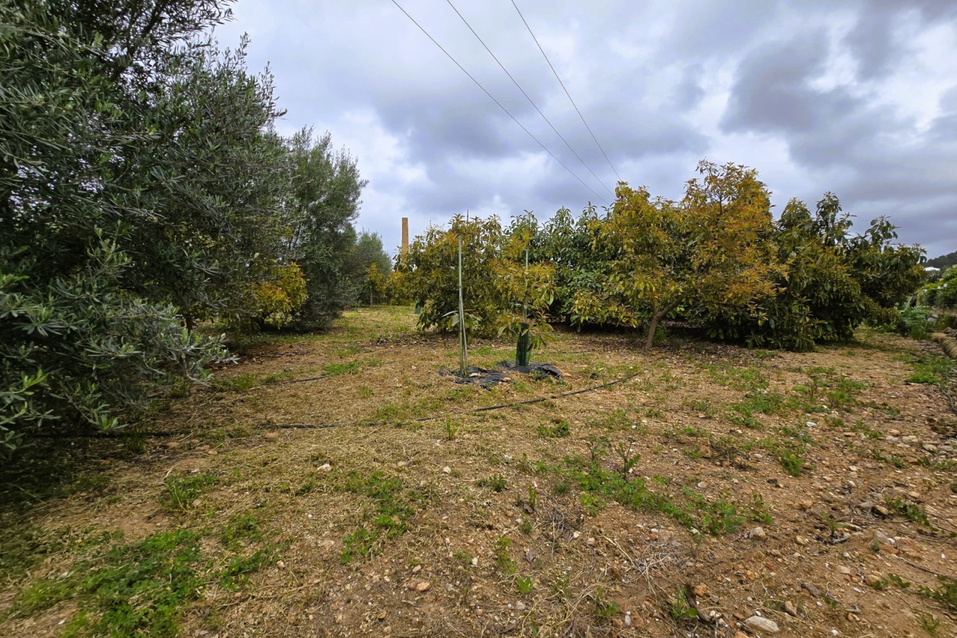 Rustic land - Rustic Land in Pego – (Alicante)