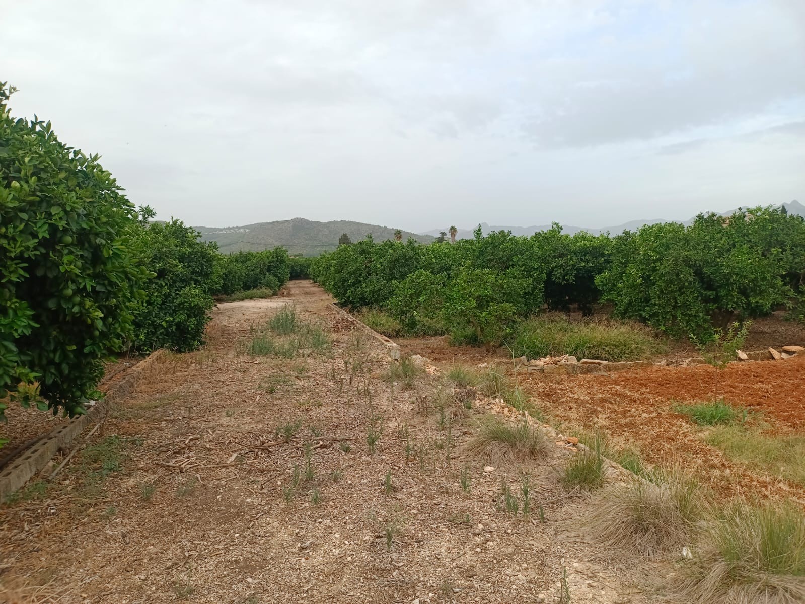 Venta. terrain en Pedreguer