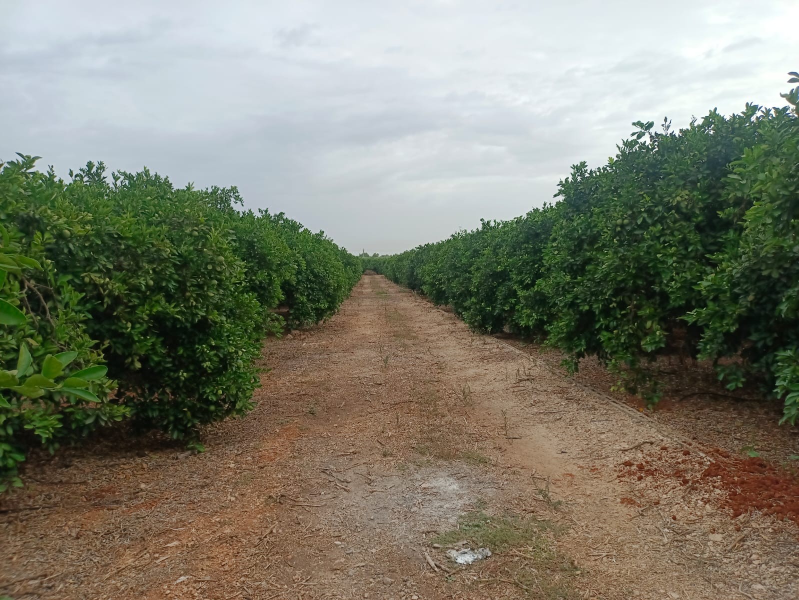 Venta. terrain en Pedreguer